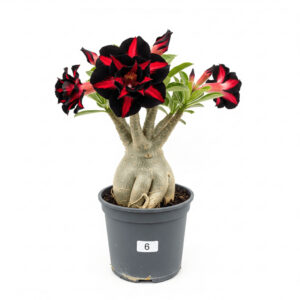 Suculenta Adenium Obesum Com Vaso Rosa Do Deserto Viveiro GCNB Cores Raras