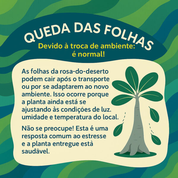 Suculenta Adenium Obesum Com Vaso Rosa Do Deserto Viveiro GCNB Cores Raras - Imagem 4